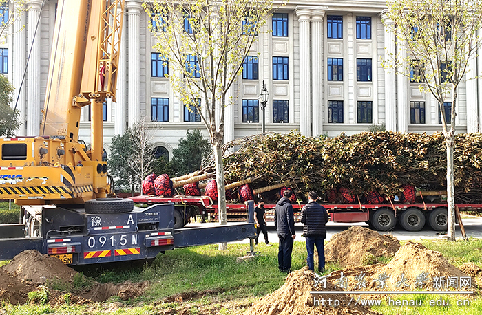 玉兰树栽种现场