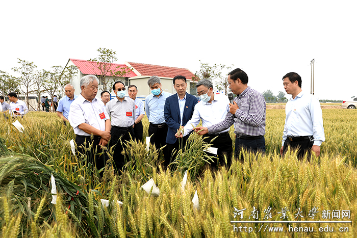 省政协常委视察团在我校原阳科教园区试验田进行调研